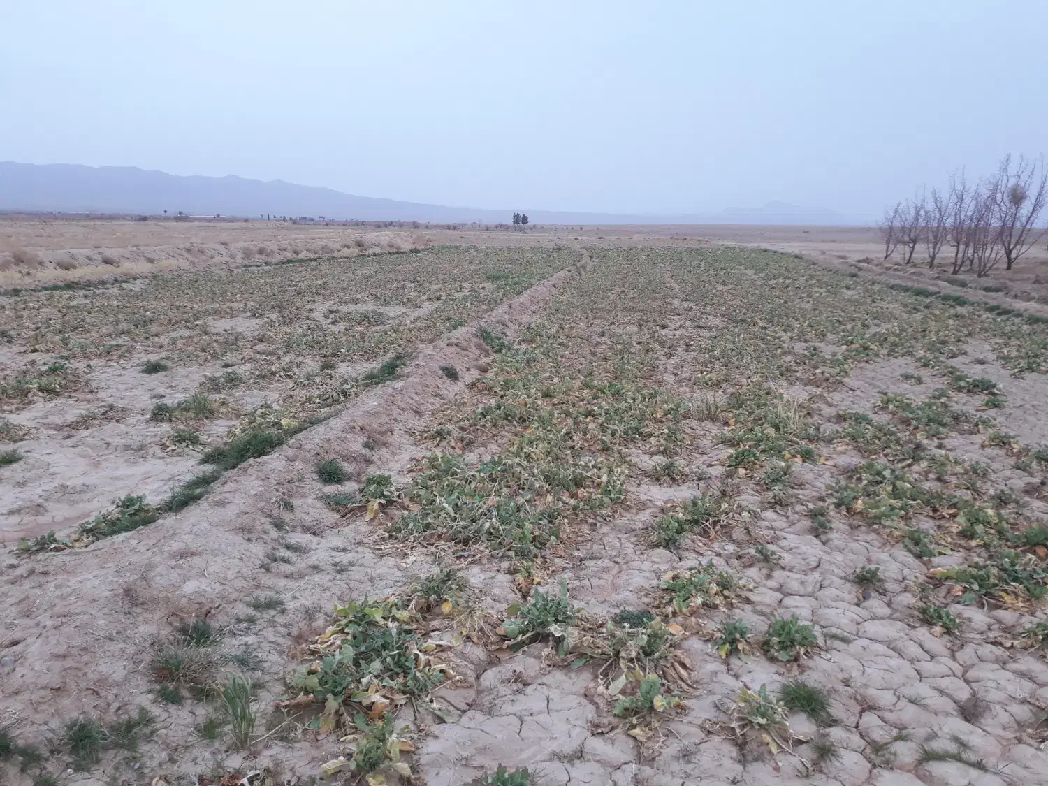 شلغم چقندر|عمده‌فروشی|قائن, |دیوار