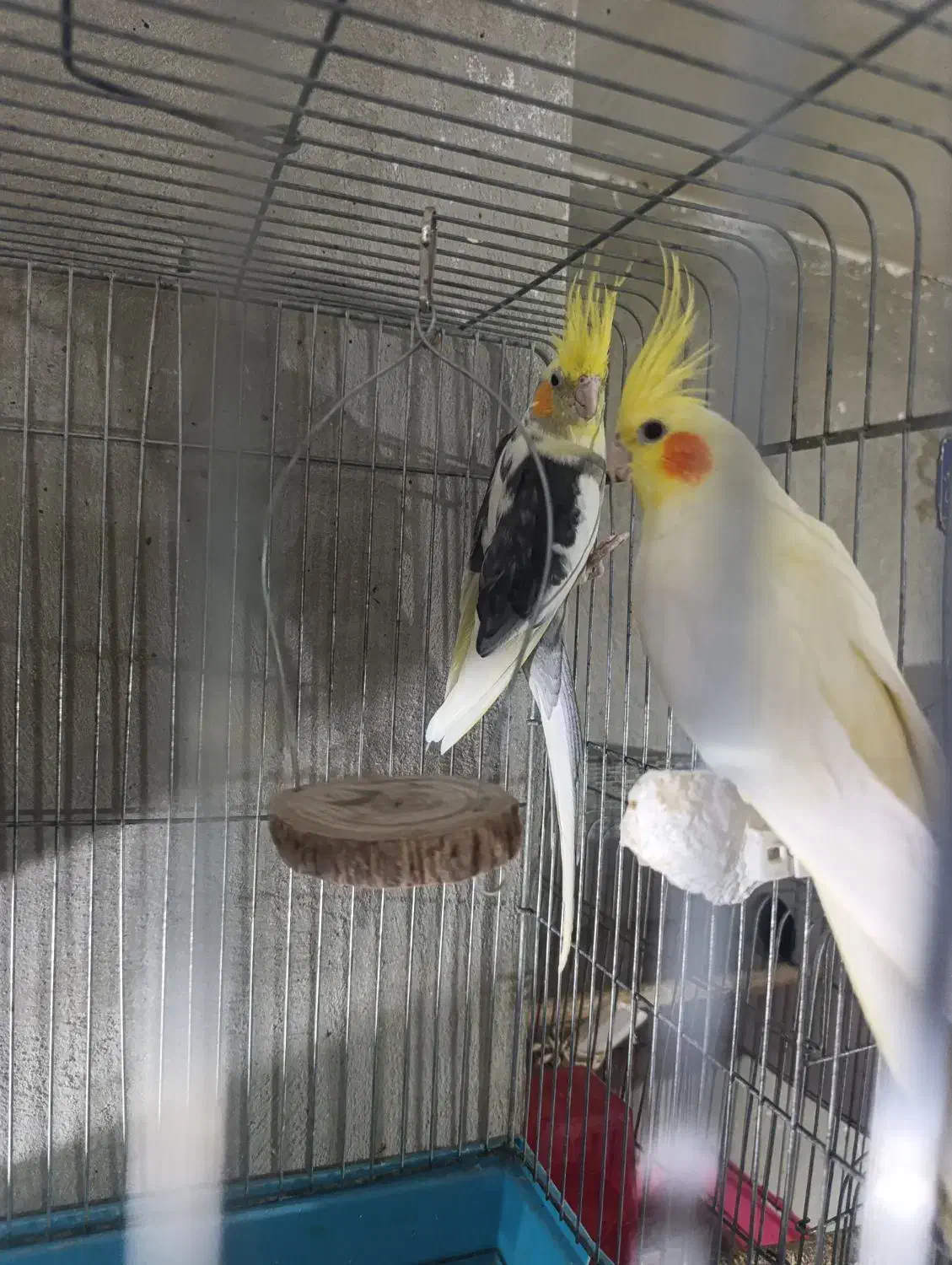 5 جفت عروس و 4عدد گرینچیک 8عدد جوجه عروس|پرنده|قرچک, شهرک الحدید|دیوار