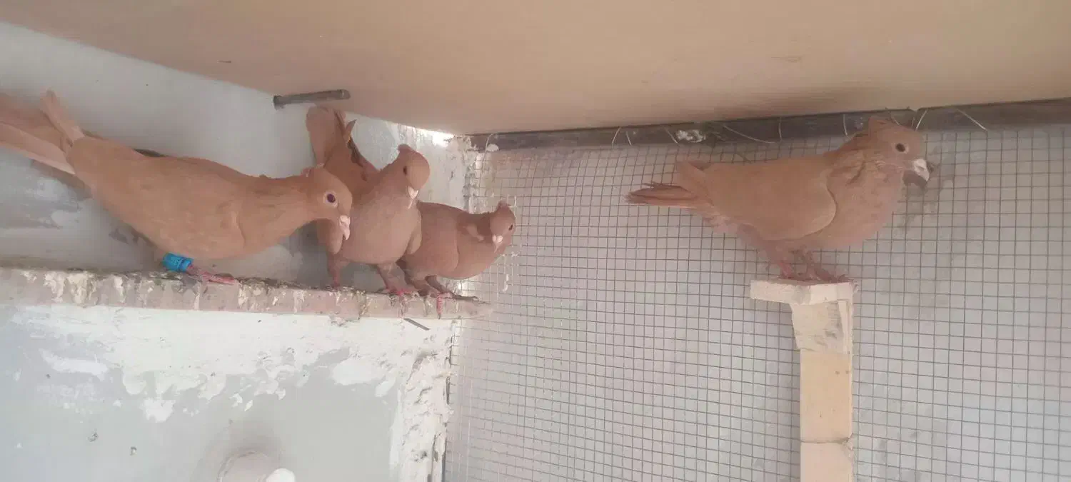 دو جفت نرماده زرد کرمانی|پرنده|مه ولات, |دیوار