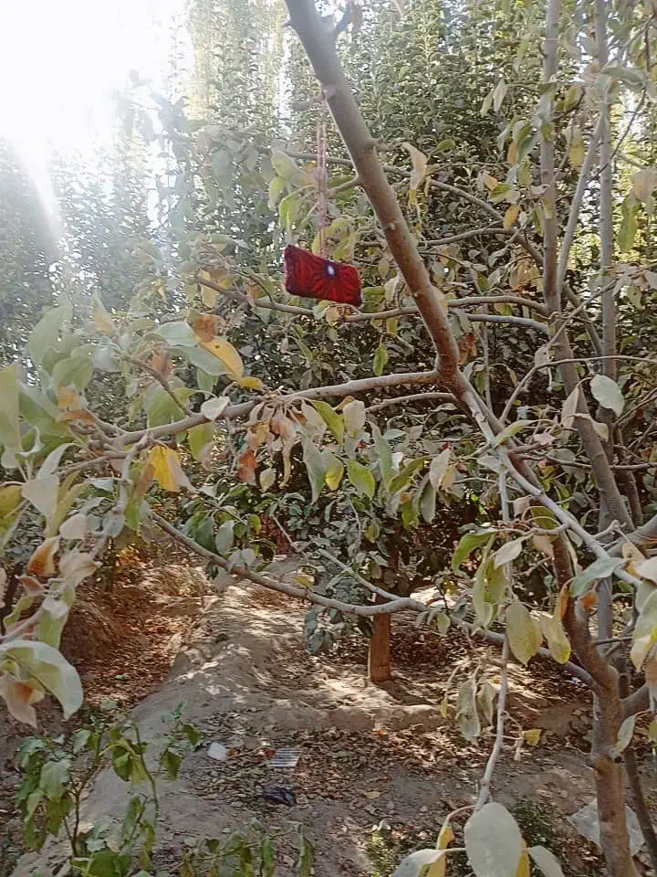 در خواست کار|خدمات باغبانی و درختکاری|وحدتیه, |دیوار