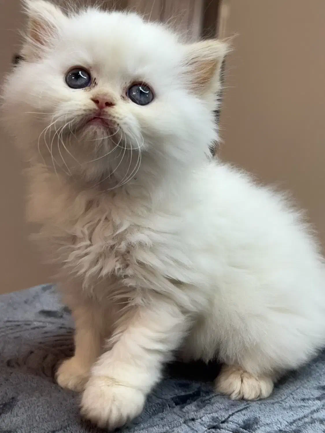 گربه دوماه|گربه|اهواز, زندوکیلی|دیوار