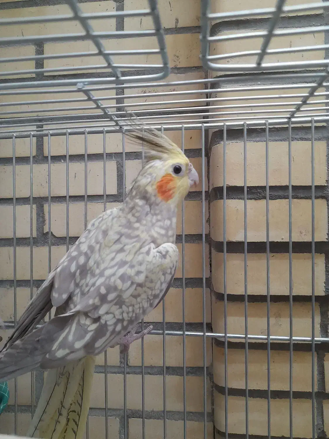 طوطی . پرنده . هلندی . مولد|پرنده|اصفهان, الهیه|دیوار