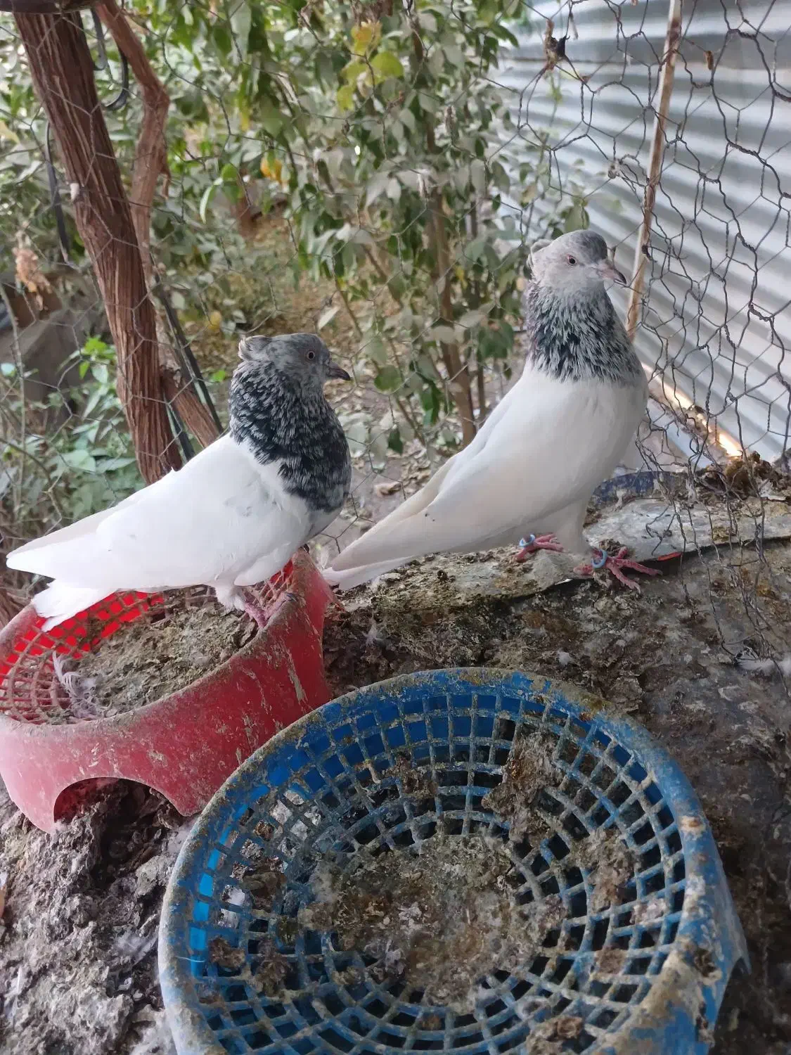 کبوتر|پرنده|نرماشیر, |دیوار