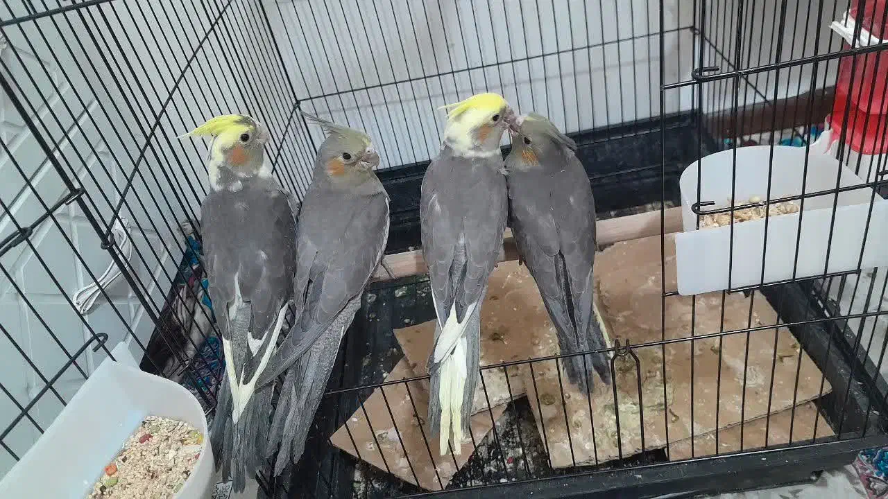 جوجه عروس هلندی|پرنده|قم, پردیسان|دیوار