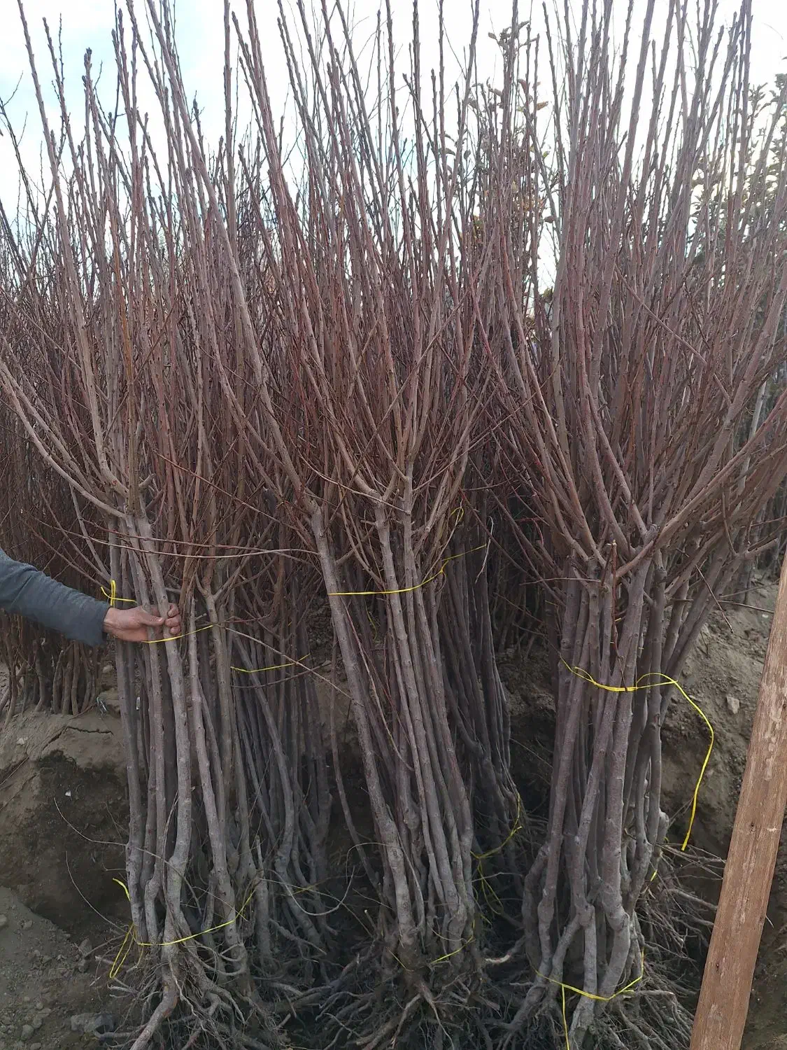 تک و عمده انواع نهال و درخت ریشه ایی موجود|خدمات باغبانی و درختکاری|برخوار, |دیوار