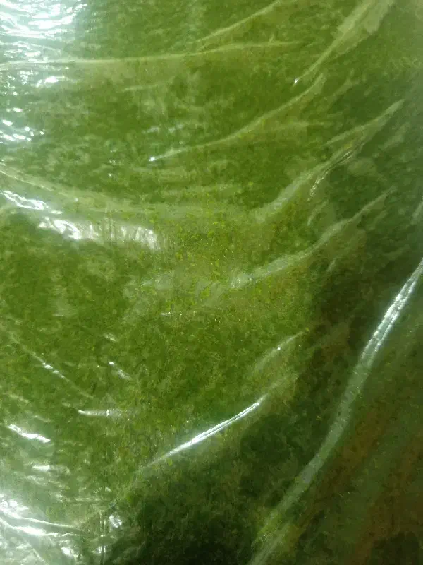 سبزی قورمه سبزی|خوردنی و آشامیدنی|پاکدشت, شهرک امام رضا|دیوار