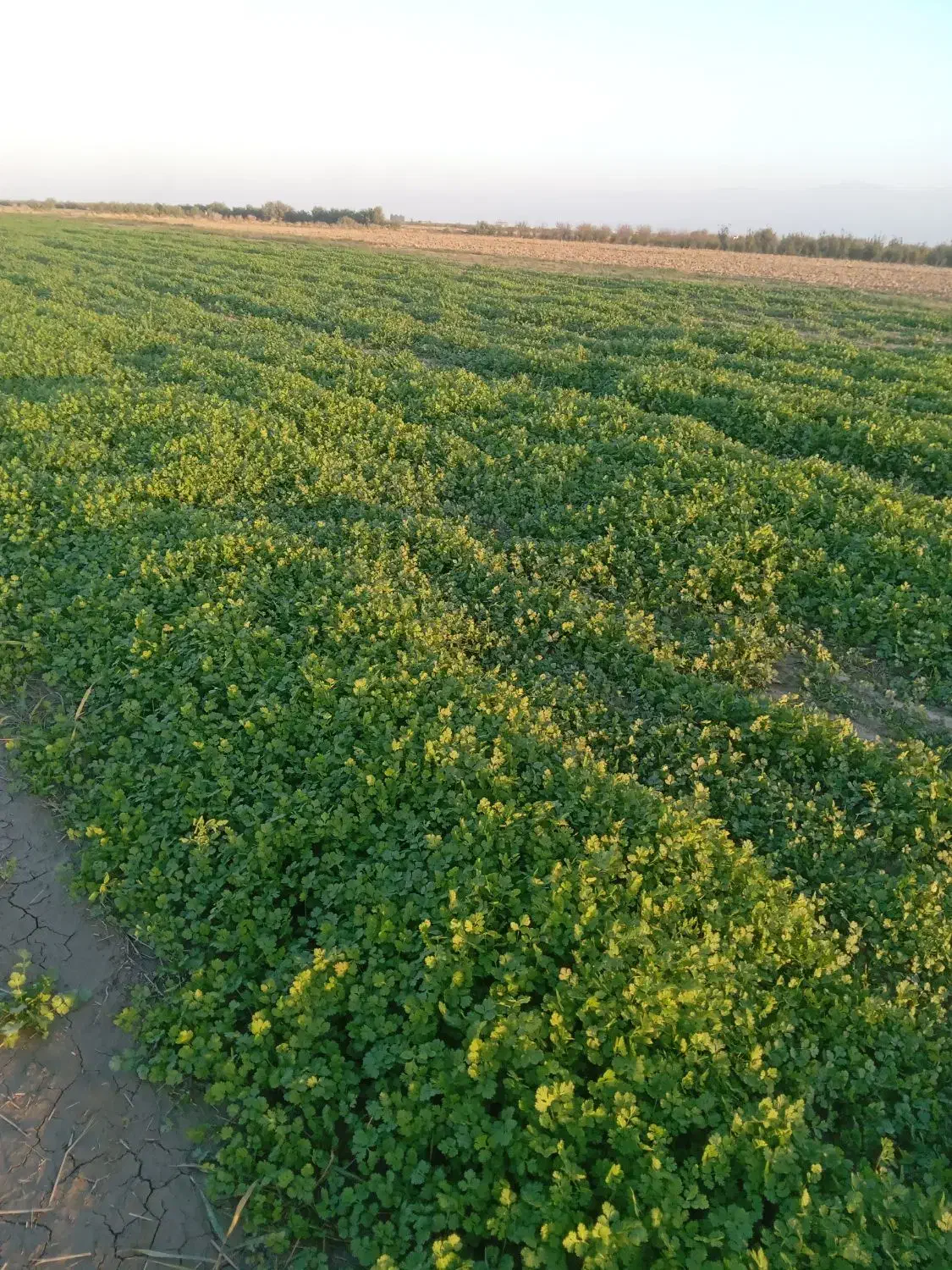 سبزی شوید و گشنیز|خوردنی و آشامیدنی|سیمین شهر, |دیوار