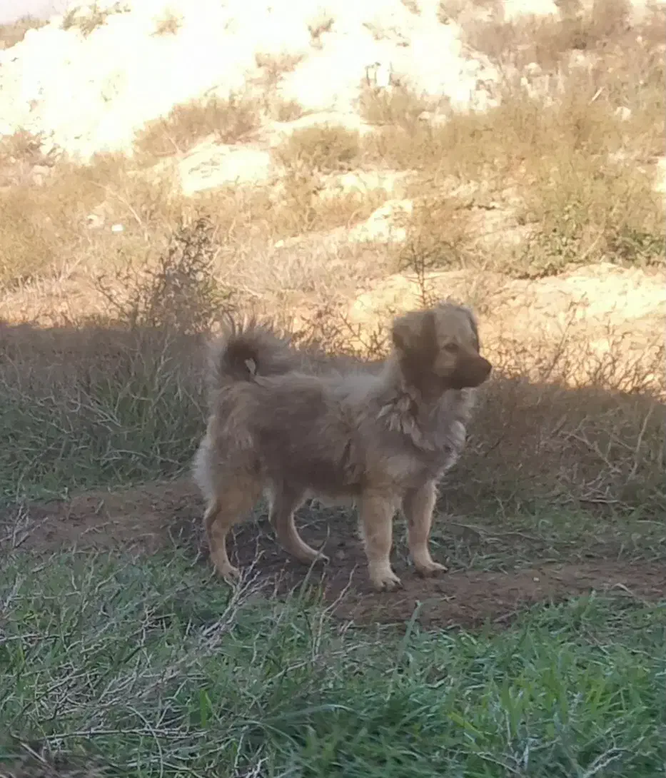 سگ پاکوتاه|سگ|آق قلا, |دیوار