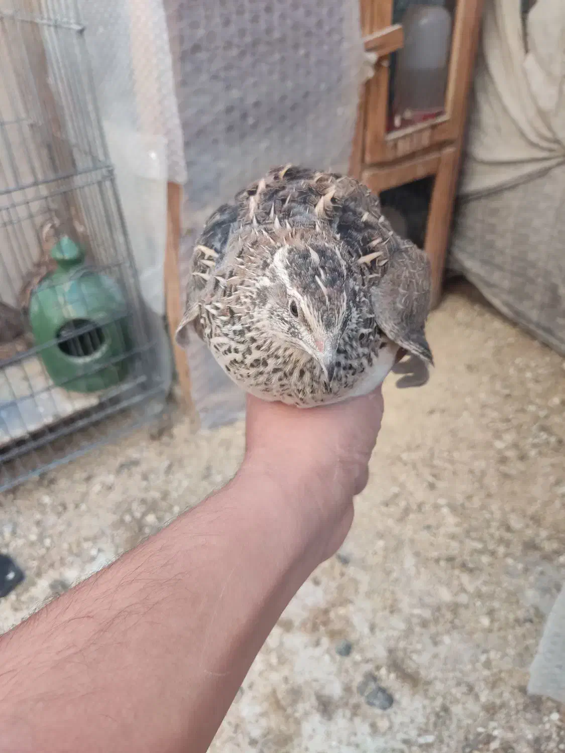 خروس سیبرایت رنگ سیلوروبلدرچین بالغ تخم گذارگوشتی|حیوانات مزرعه|تهران, امام زاده حسن|دیوار