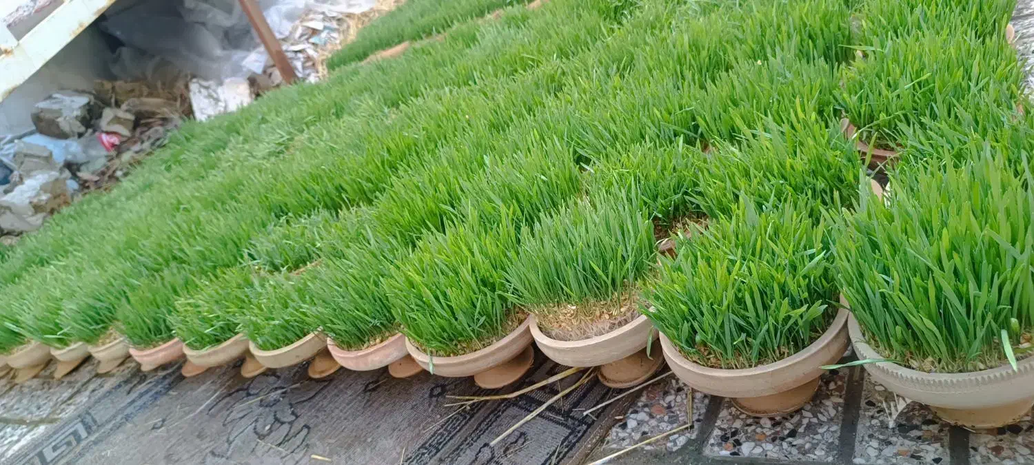 پخش و تولید سفالی|گل و گیاه طبیعی|مشهد, ویلاشهر|دیوار