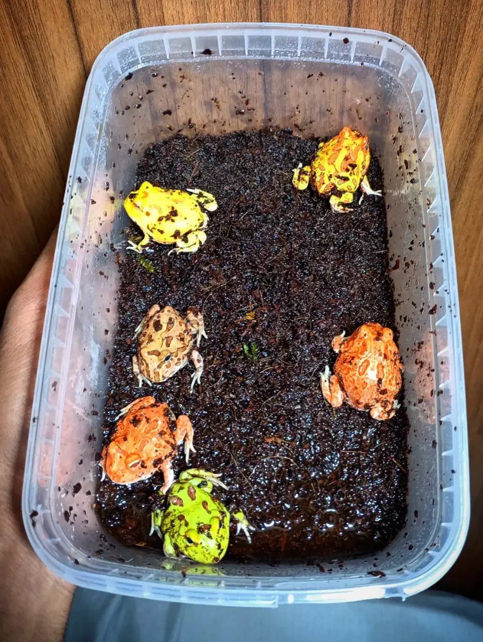 پکمن رنگی قیمت استثنایی|خزنده|تهران, بریانک|دیوار