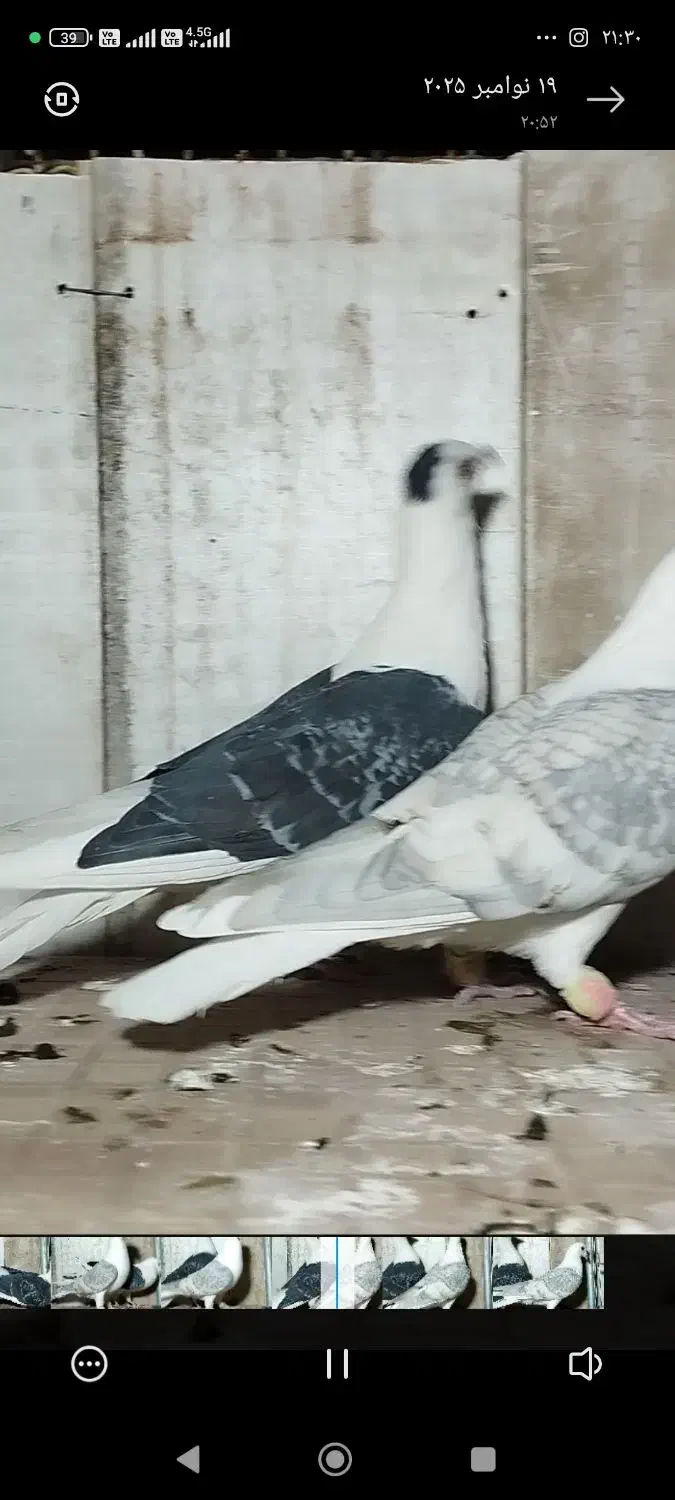 کبوتر کویتی|پرنده|سرایان, |دیوار