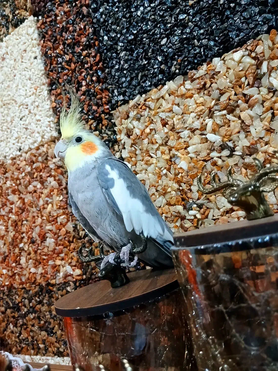 عروس هلندی طوسی|پرنده|گلستان (تهران), |دیوار