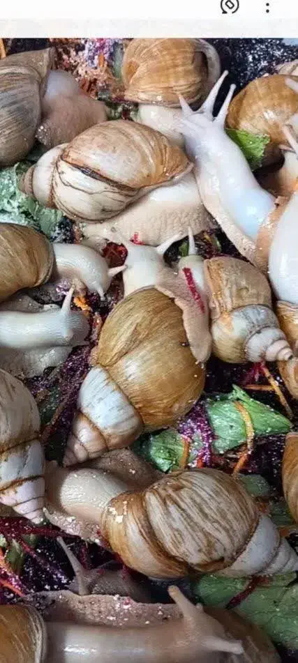 حلزون مولد|خزنده|خمینی‌شهر, |دیوار