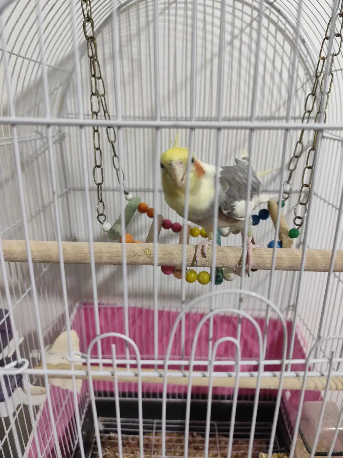 عروس هلندی نر|پرنده|مشهد, مصلی (کارمندان اول)|دیوار