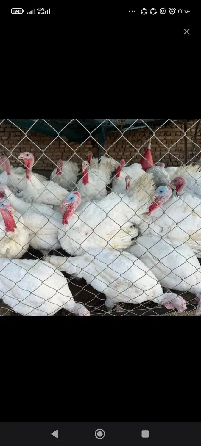 بوغلمو گوشتی زنده نهبندان|حیوانات مزرعه|نهبندان, |دیوار