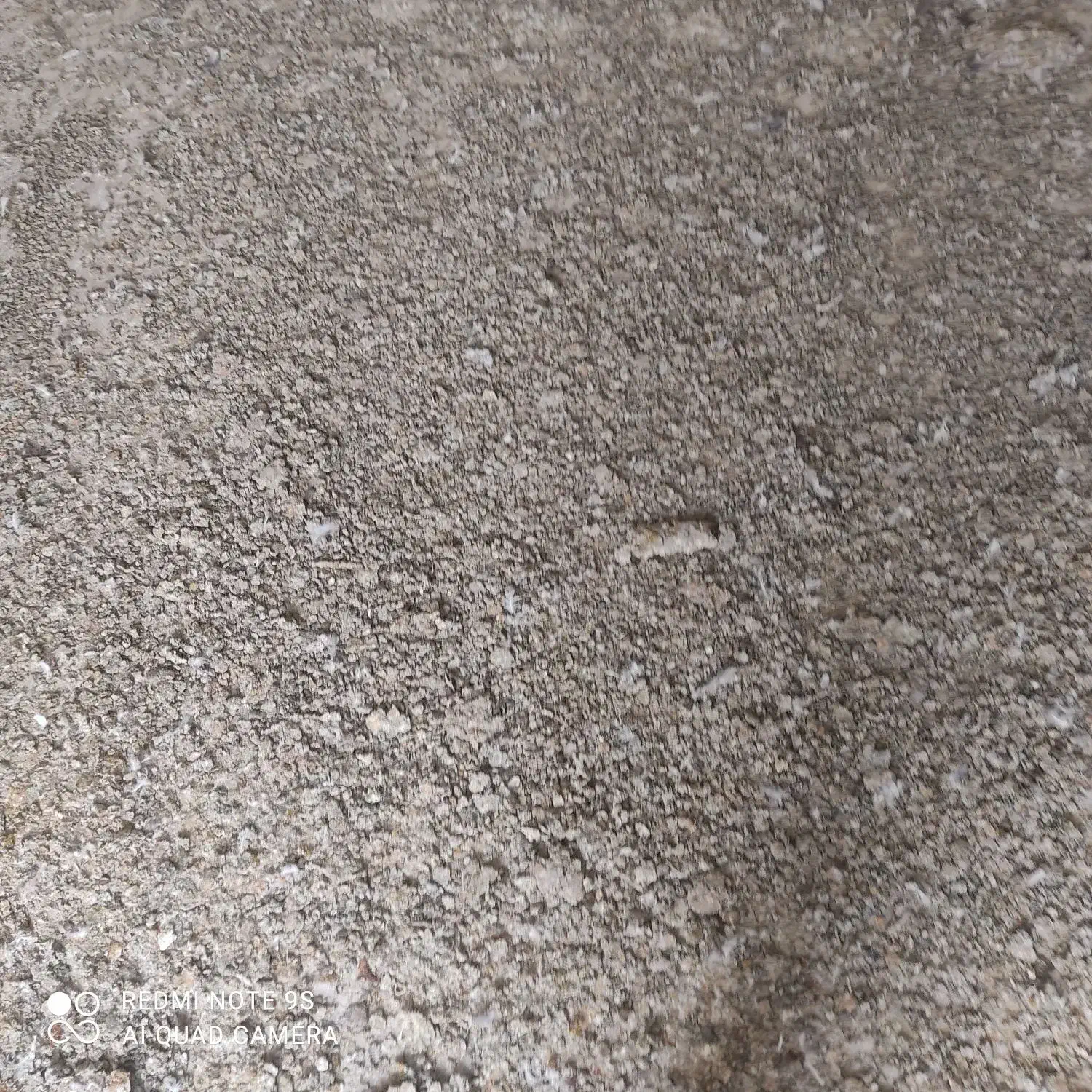 کودکبوترخشکوتمیز|خدمات باغبانی و درختکاری|ملکان, |دیوار