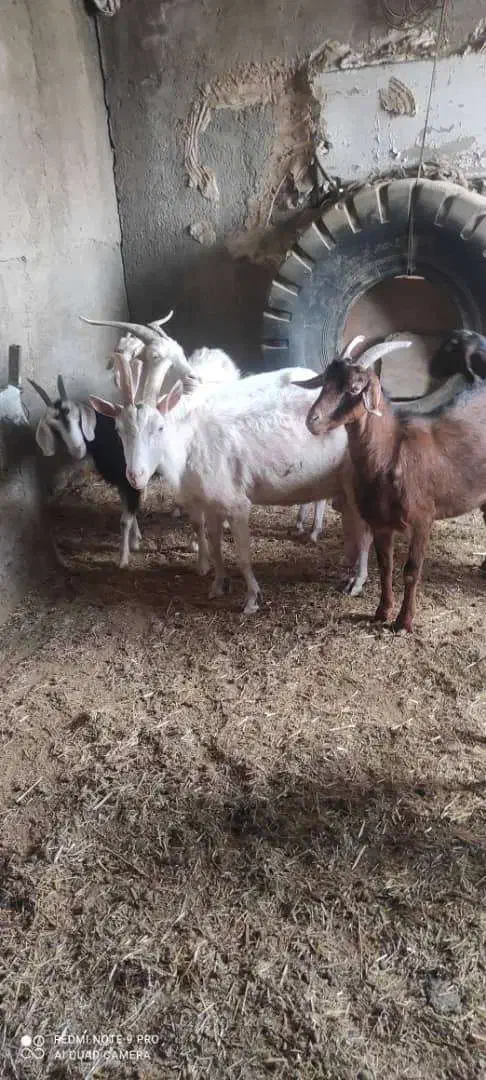 تعدادی میش رومانف و بز سانن|حیوانات مزرعه|خاوران, |دیوار