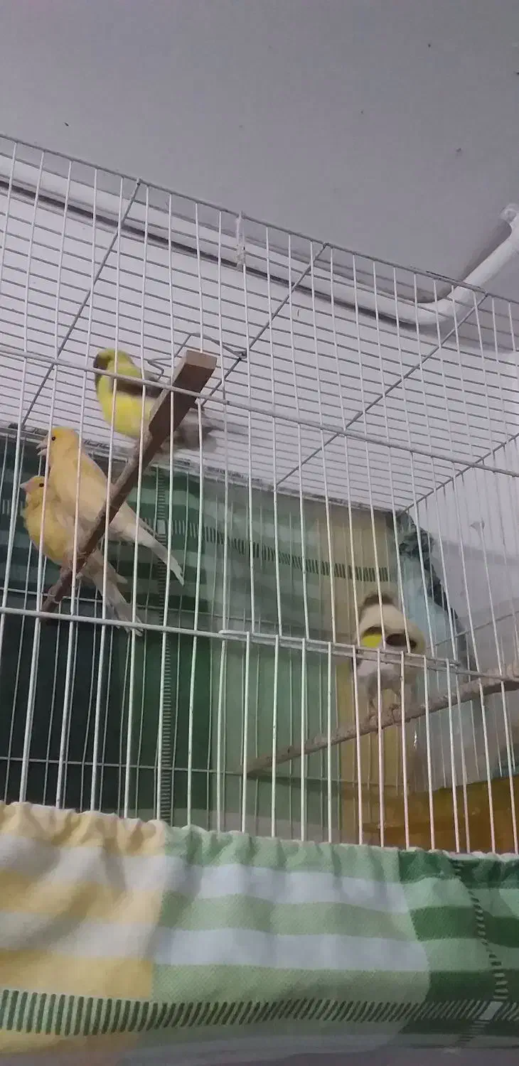 قناری|پرنده|مشهد, مشکینی (شهرک غرب)|دیوار