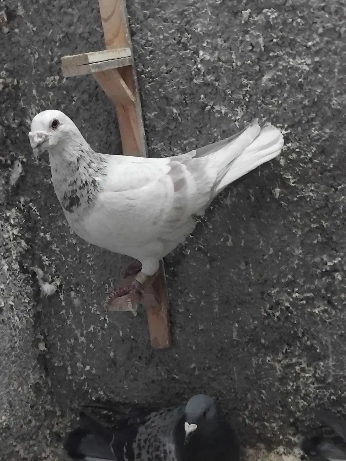 کبوتر|حیوانات|قوچان, |دیوار