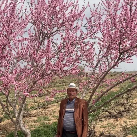 باغ انگور|فروش دفتر صنعتی، کشاورزی، تجاری|تاکستان, |دیوار