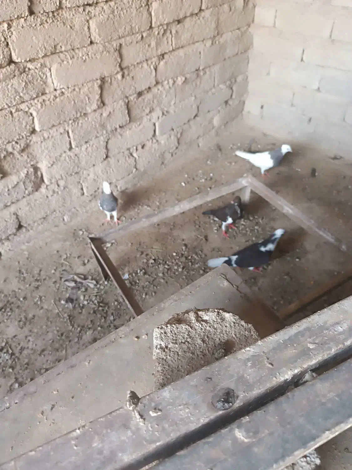 معاوضه کبوتر|پرنده|داراب, |دیوار