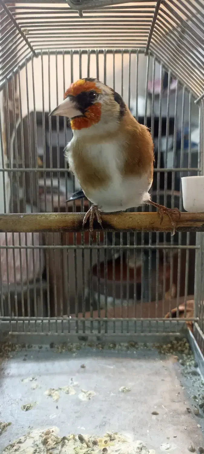 (( جوجه سهره ))|پرنده|تهران, بازار|دیوار