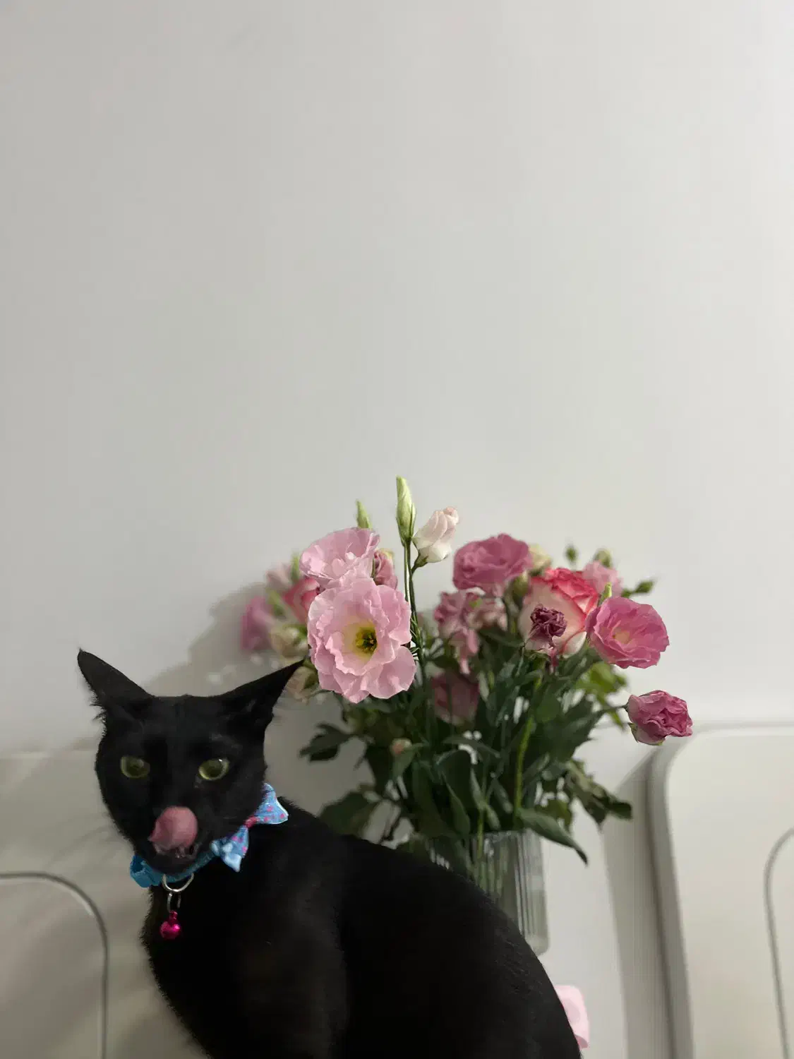 گربه مشکی با قلاده ابی گمشده|حیوانات|اهواز, سیصد دستگاه|دیوار