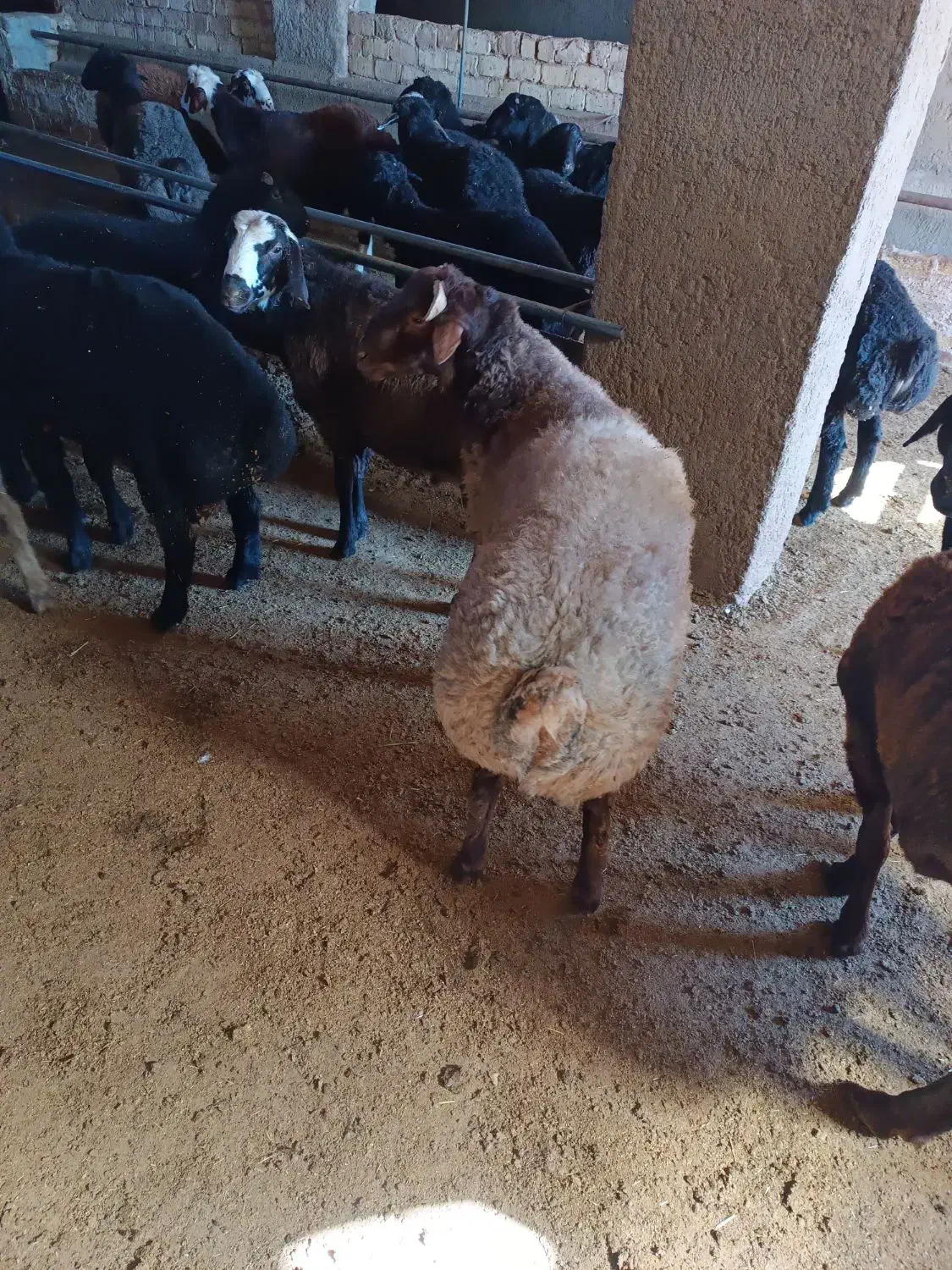 بره نر|حیوانات مزرعه|خنجین, |دیوار