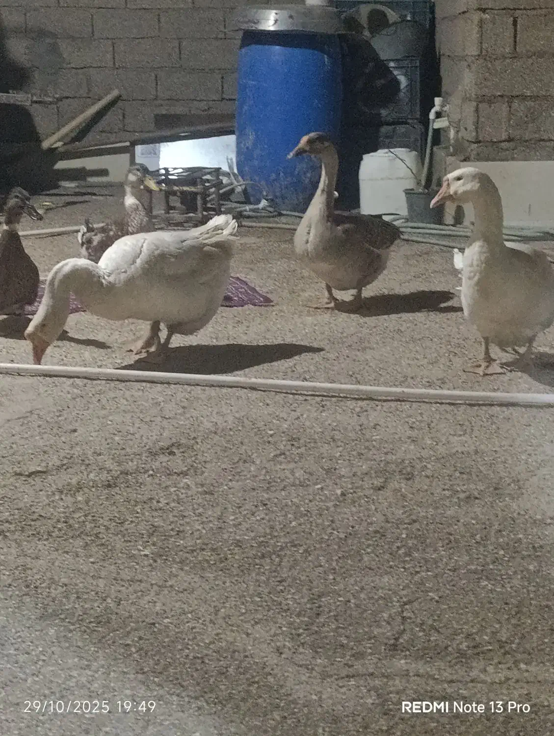 قوغاز|حیوانات مزرعه|آبادان, |دیوار