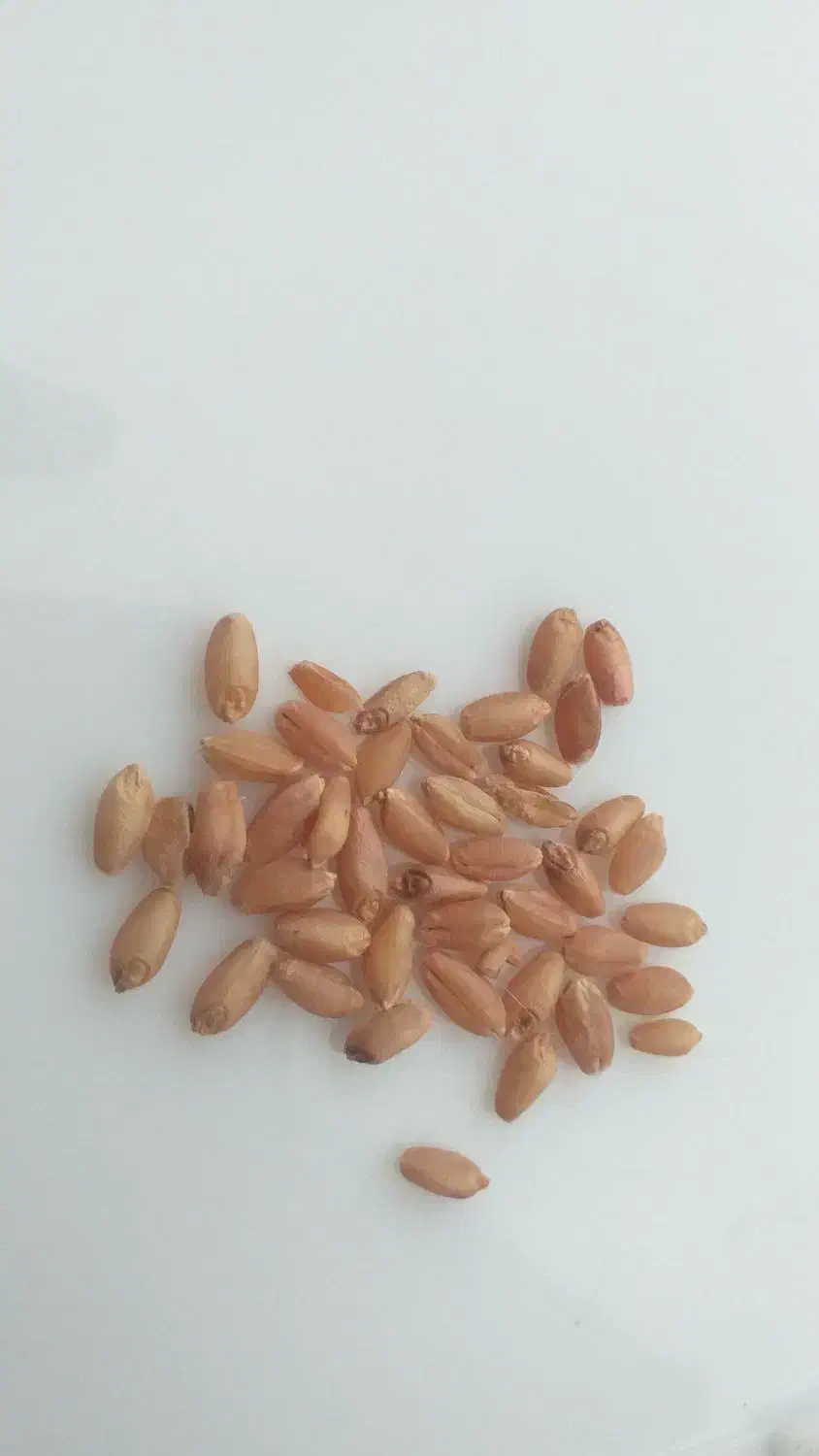 بذر گندم لاین بوجار شده|عمدهفروشی|گنبد کاووس, |دیوار