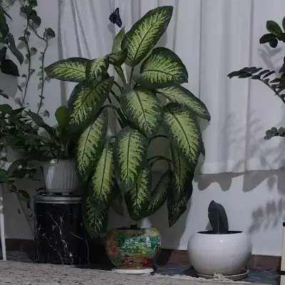 گل دیفن|گل و گیاه طبیعی|دماوند, دماوند|دیوار