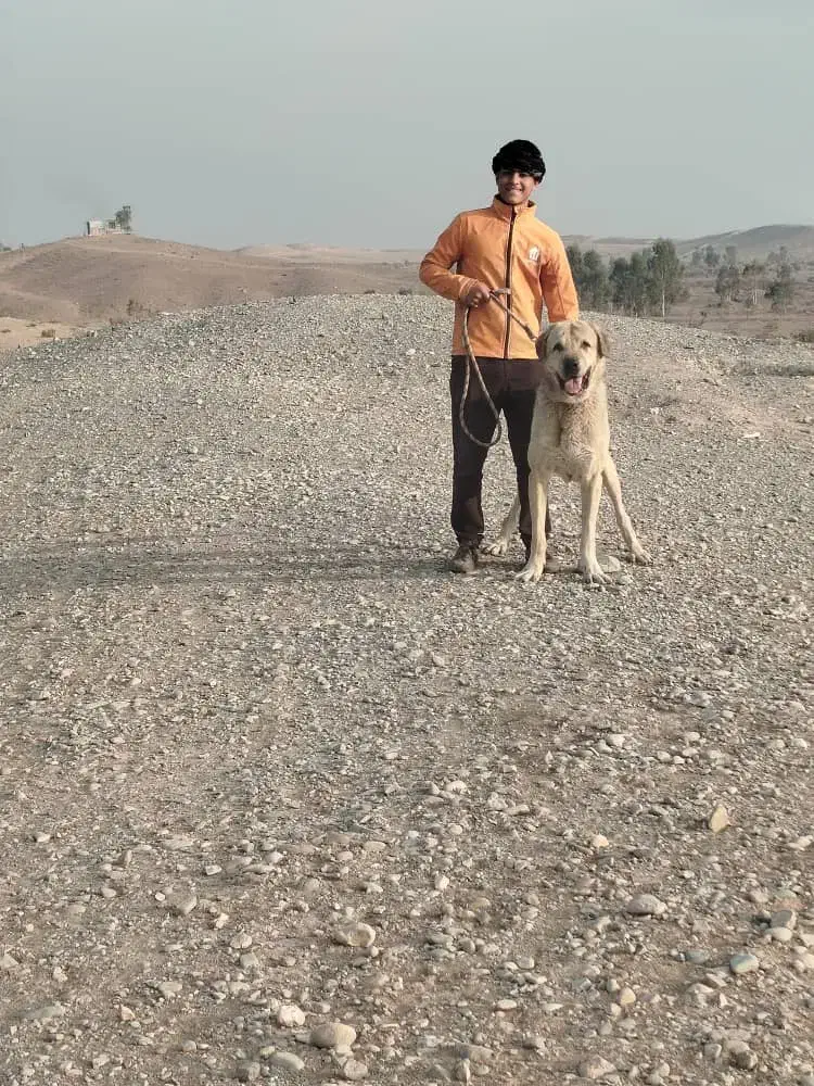 سگ عراقی|سگ|کهریزک, |دیوار