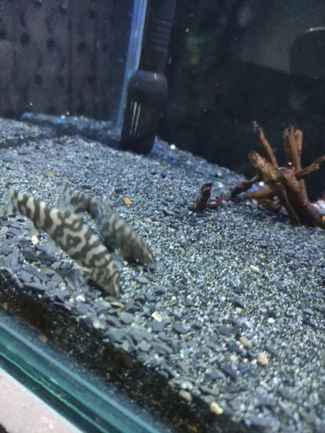 لوچ پاکستانی یا کوماندو|ماهی|اردبیل, |دیوار