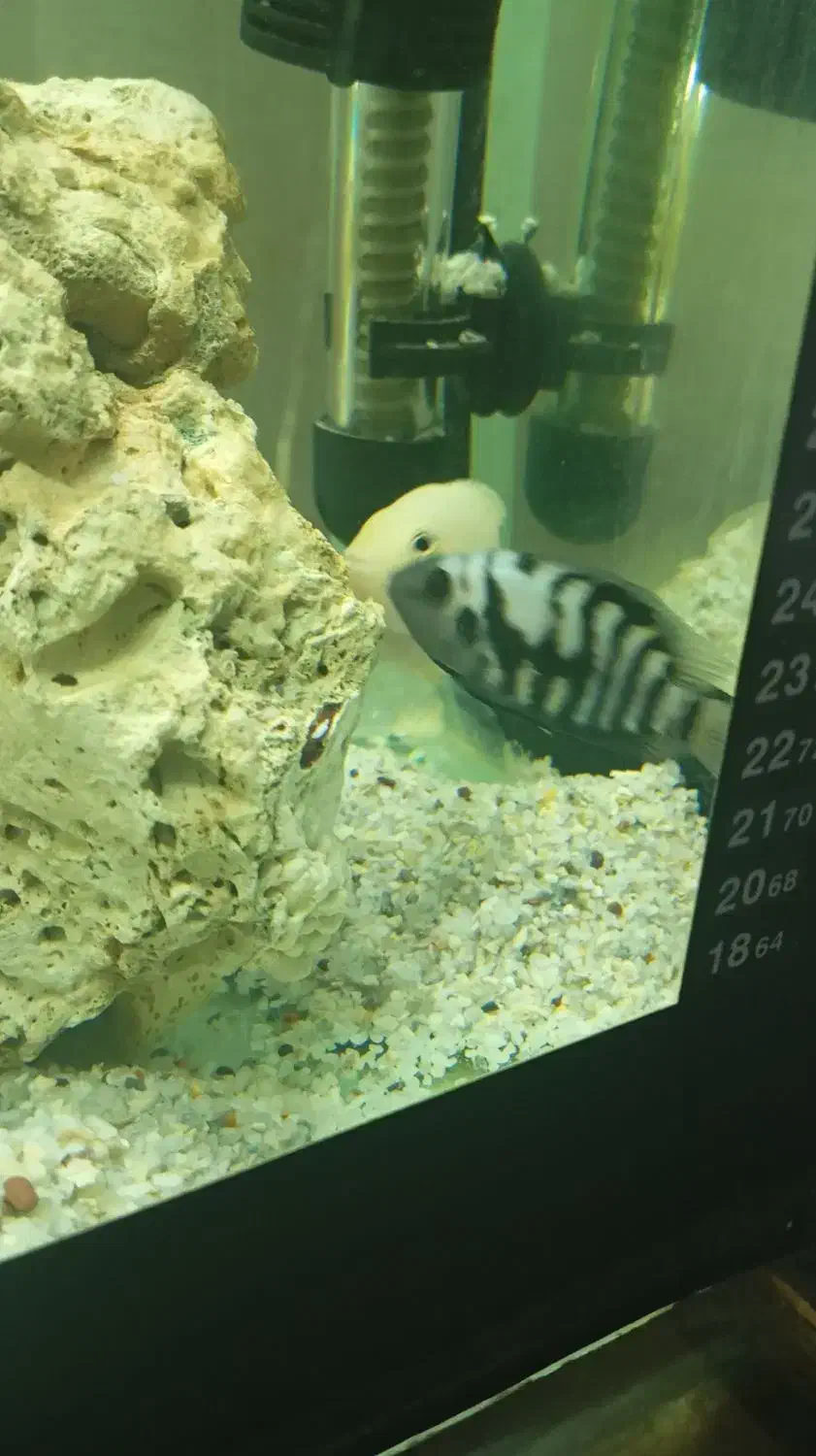 سیچیلاید گورخری و البینو|ماهی|مشهد, نظام دوست|دیوار