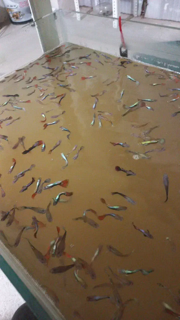 ماهی گپی|ماهی|تبریز, |دیوار