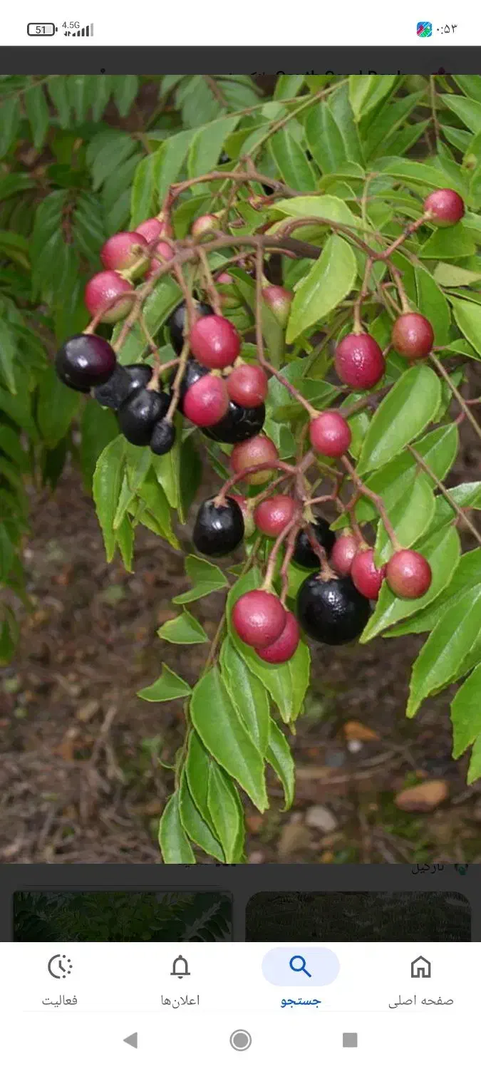 زیباسازی. گل کاری. حرس. کود دهی|خدمات باغبانی و درختکاری|قمصر, |دیوار