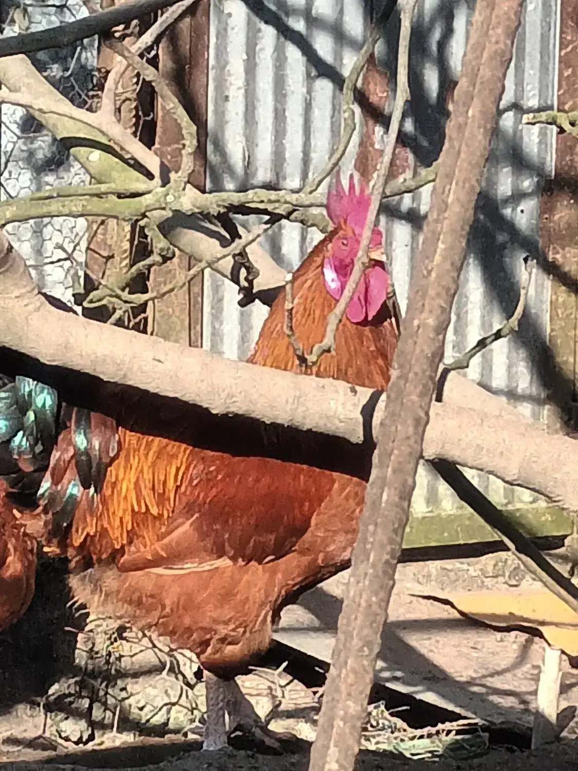 خروس محلی قرمز ویک ساله یه شاه خروس سالم|حیوانات مزرعه|چابکسر, |دیوار