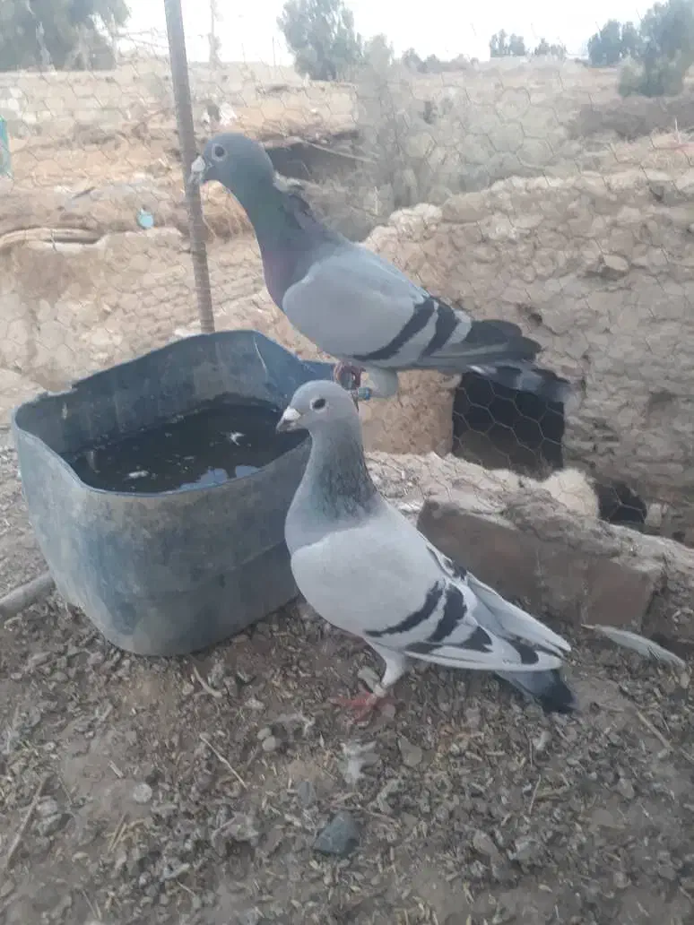 کبوتر|پرنده|هیرمند, |دیوار