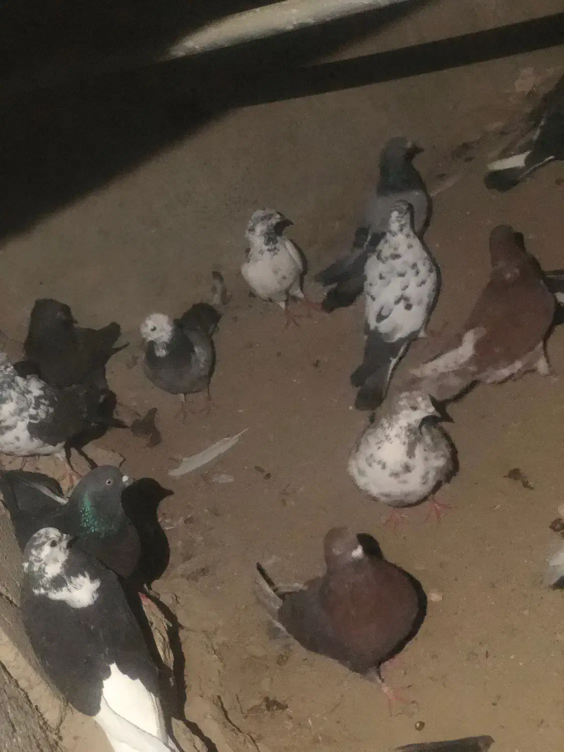 کبوتر|پرنده|نوشین شهر, |دیوار