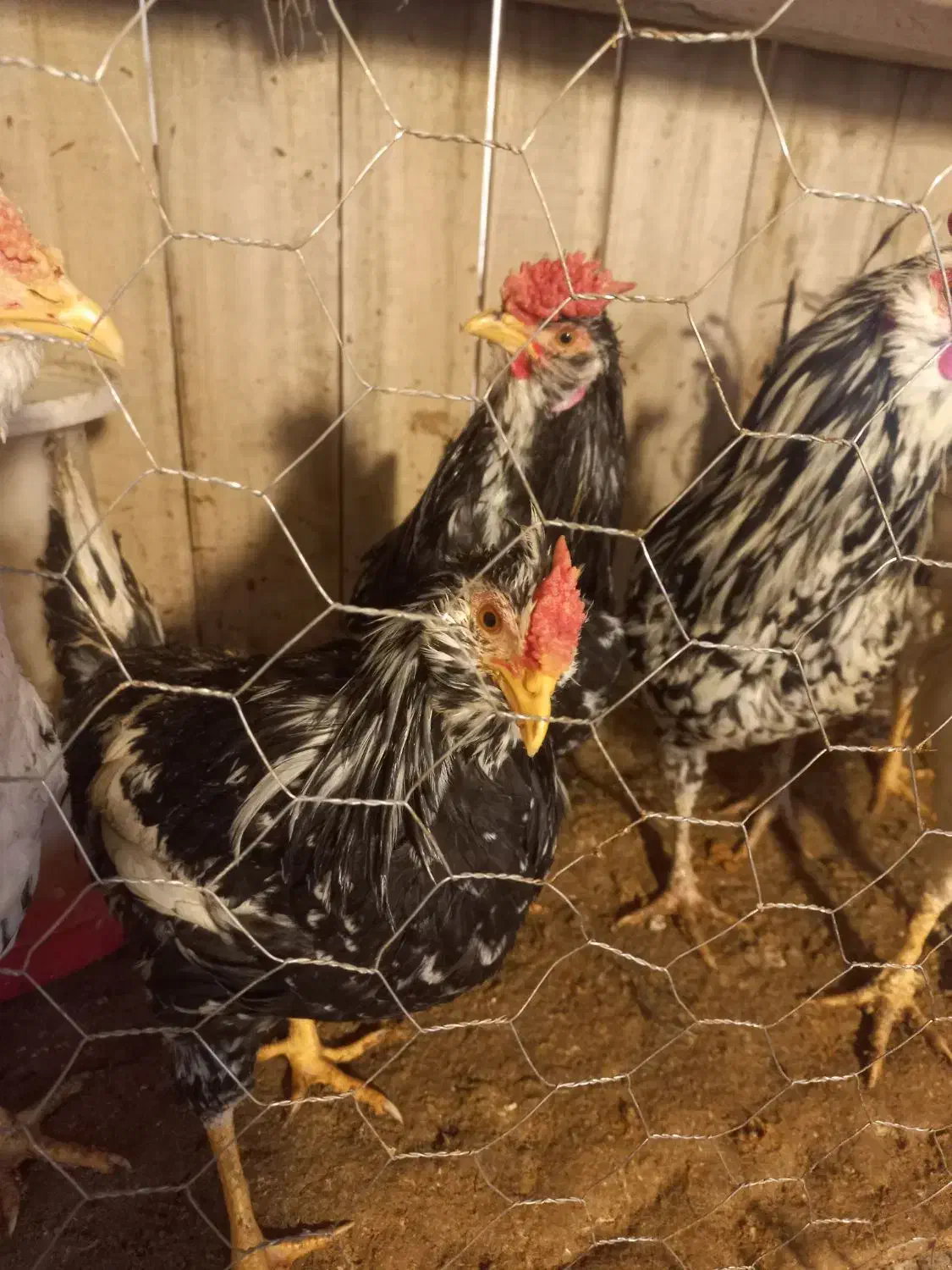 فروش خروس گلین درجه یک اصل|حیوانات مزرعه|فرخ‌شهر, |دیوار