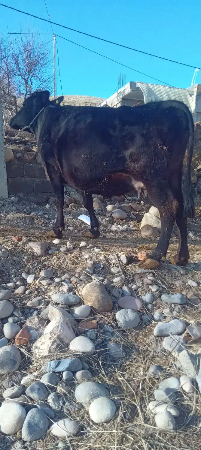 گاو آبیستان|حیوانات مزرعه|نظر کهریزی, |دیوار