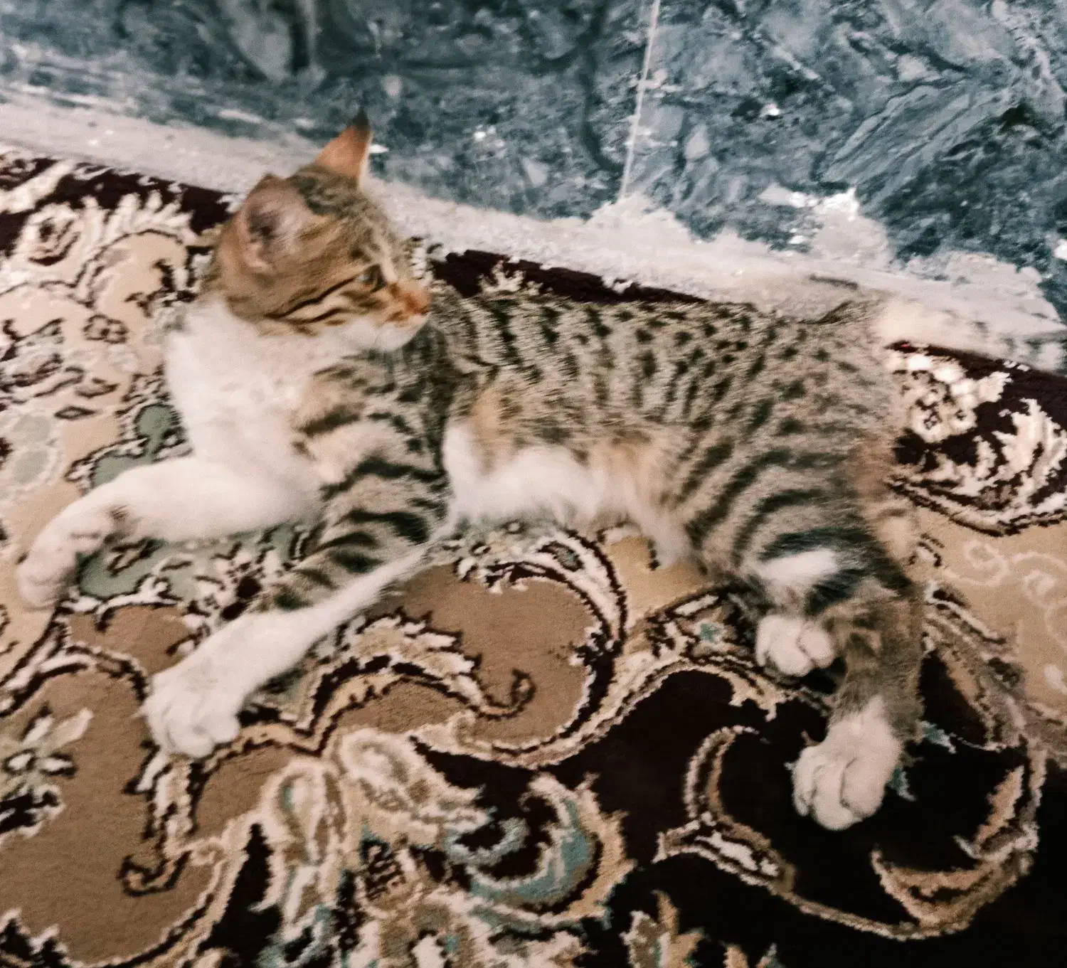 گربه خانگی بدلیل جاذبه جای پنداشتن جا فروشی|گربه|خواف, |دیوار