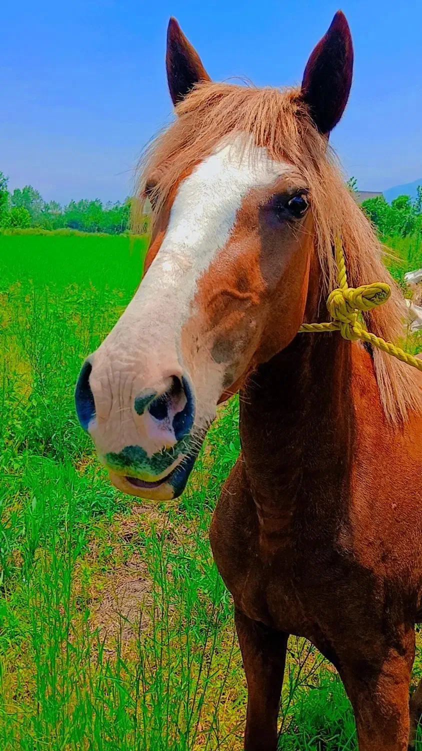 مادیان با کره|حیوانات مزرعه|خرمآباد (تنکابن), |دیوار