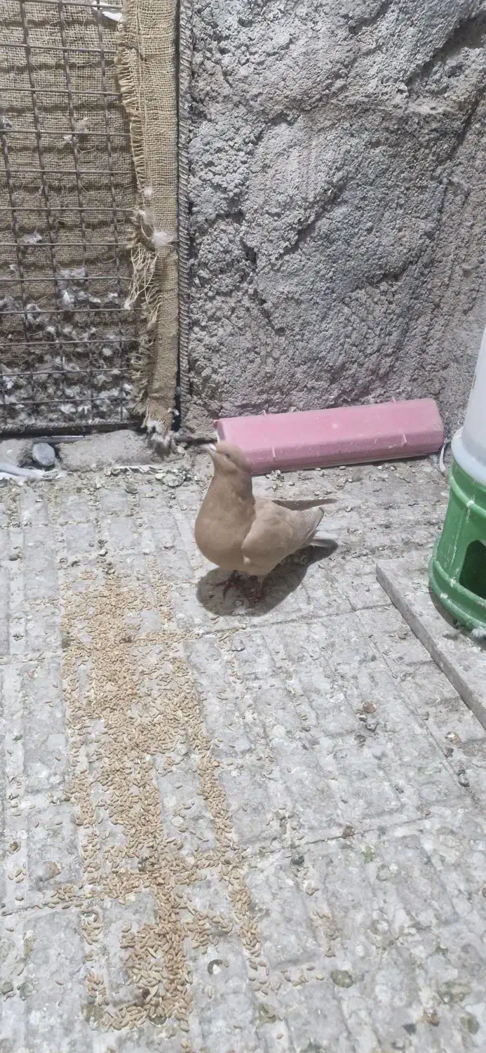 دم سفید و سینه سیاه|پرنده|کرمان, |دیوار