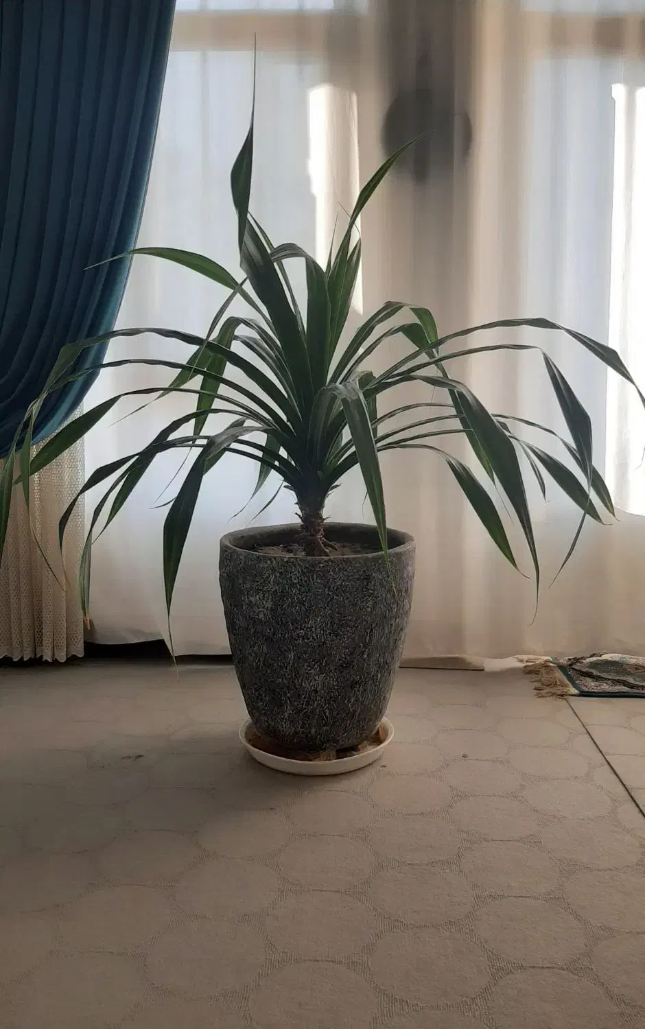 گل پاندانوس|گل و گیاه طبیعی|فولادشهر, A4|دیوار