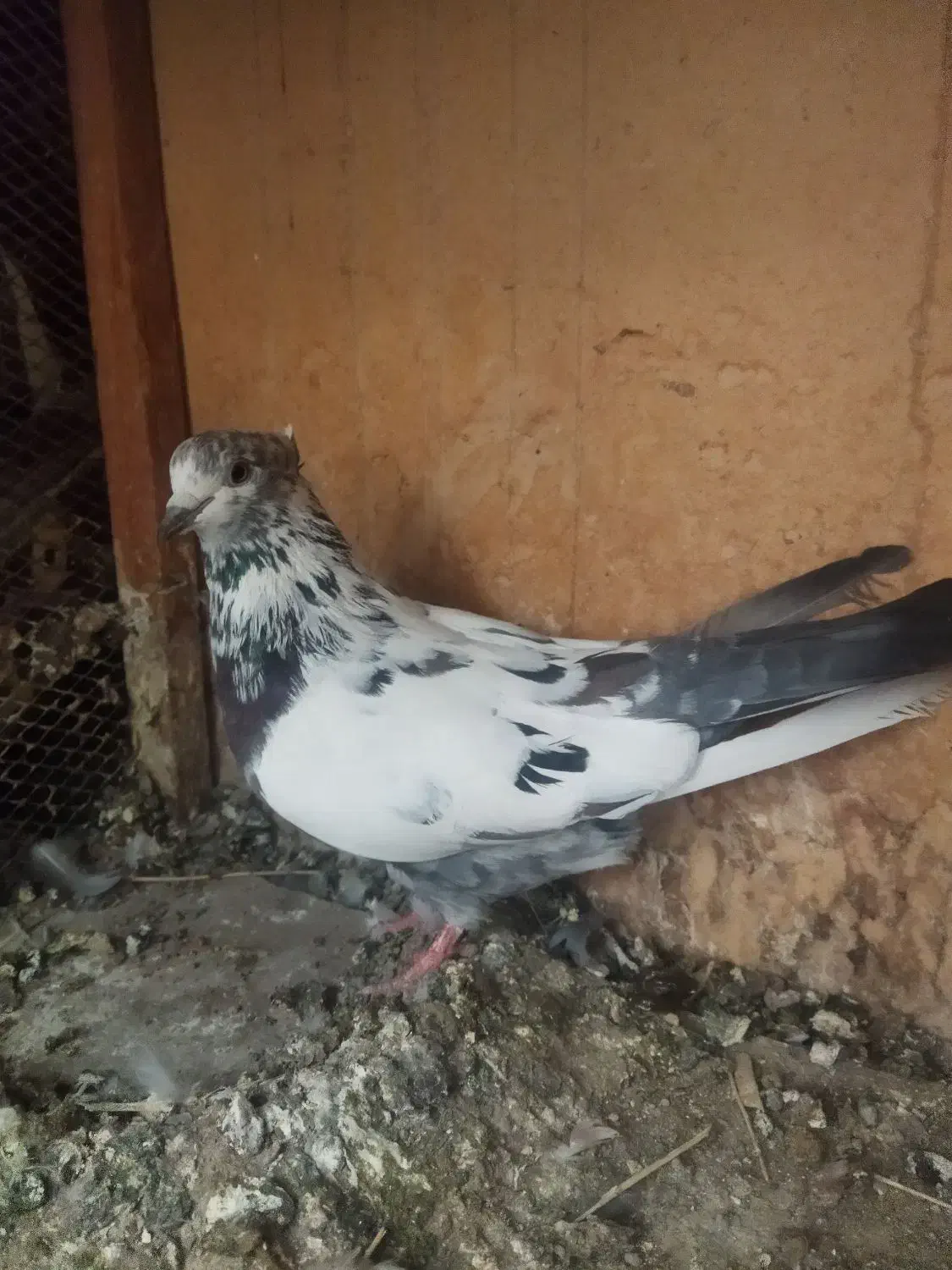 کفتر تن کردنی مایه کفتر|پرنده|پاکدشت, حصار امیر|دیوار