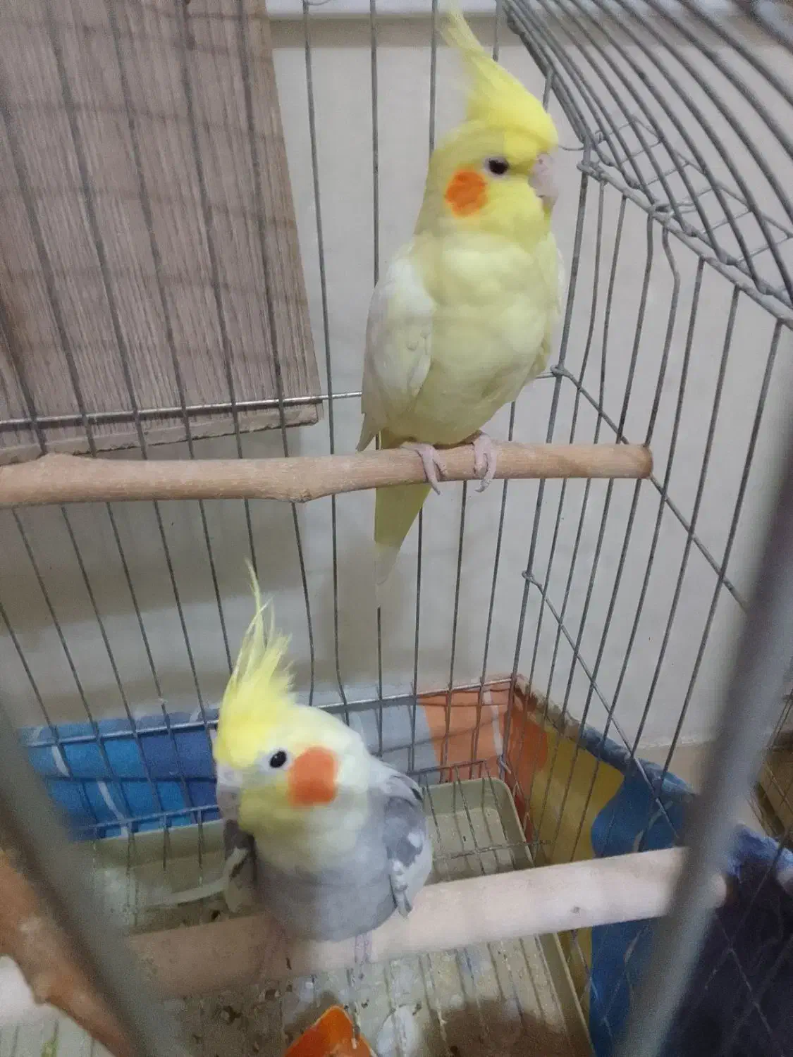 عروس هلندی نر وماده سخنگو|پرنده|تهران, جیحون|دیوار