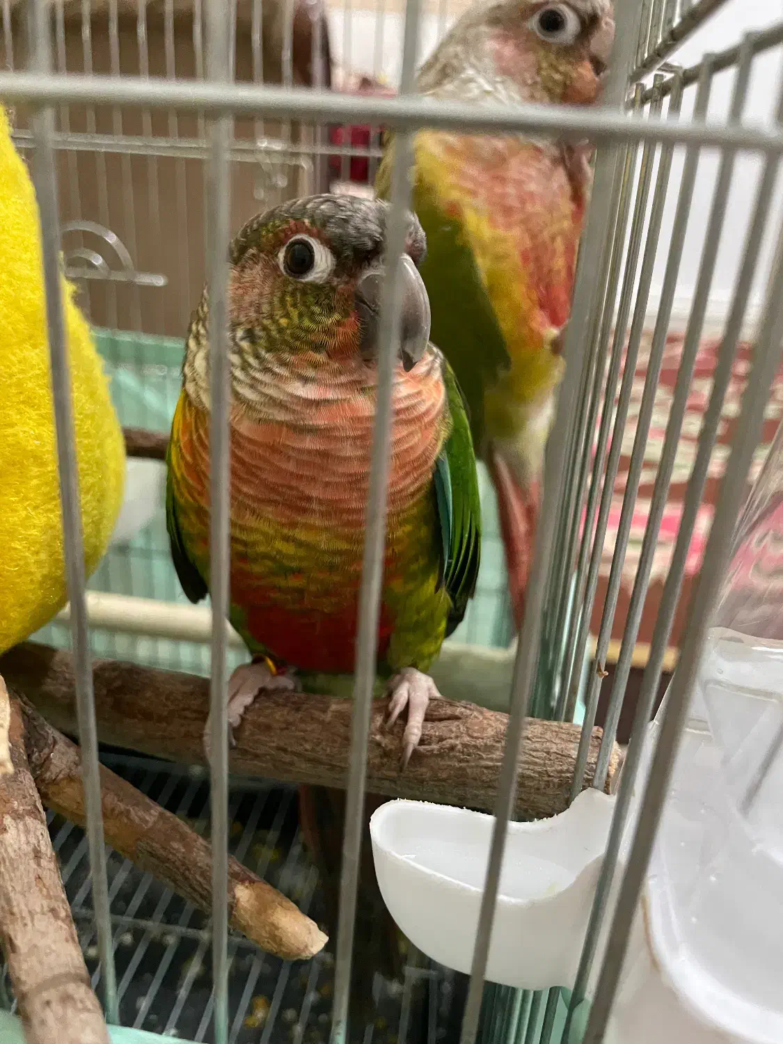 گیرینچیک|پرنده|نظرآباد, رسالت|دیوار