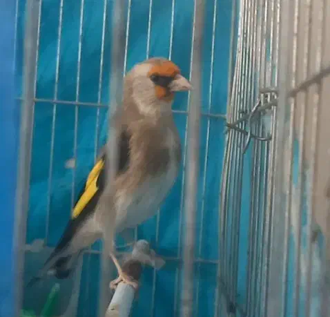 فروش یه دونه سهره  نر  جوون عتیقه|پرنده|فیروزکوه, |دیوار